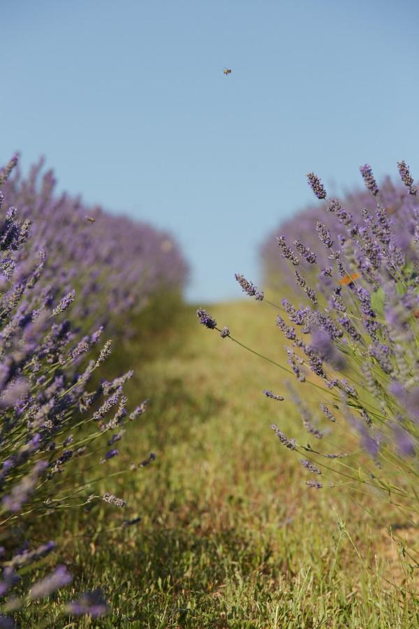 Grandono Agriturismo In Maremma Scansano Ngoại thất bức ảnh